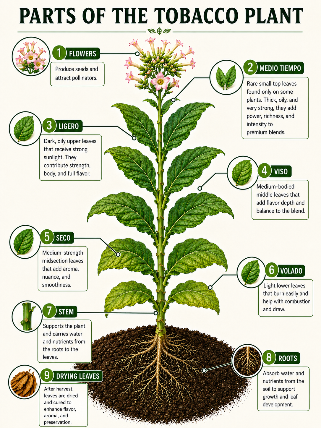 parts of a tobacco plant Unlocking the Potential Stalks for the Circular Bioeconomy: Implications on Soil Health Know the Leaf The